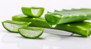 為什么金蘆薈產(chǎn)品比生吃蘆薈鮮葉好得多？