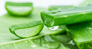 【蘆薈知識(shí)系列】（八）蘆薈的繁殖方式