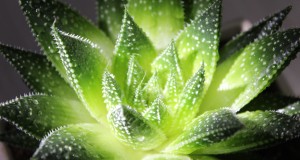 【蘆薈知識(shí)系列】（三）蘆薈的種類