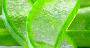【蘆薈知識(shí)系列】（二）蘆薈簡(jiǎn)介
